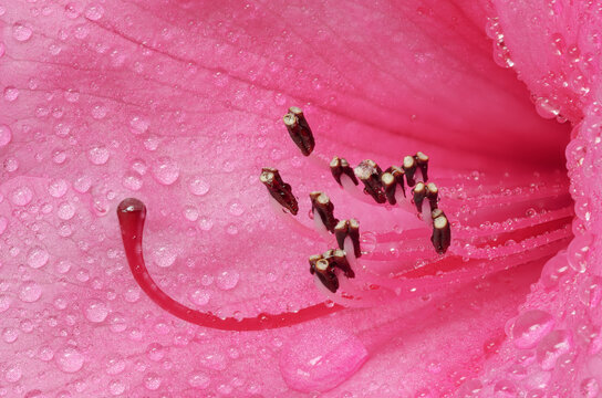 Rhododendron and Raindrops