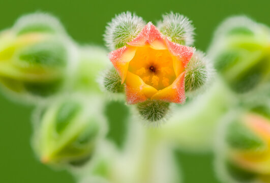 Succulent blossom, close up