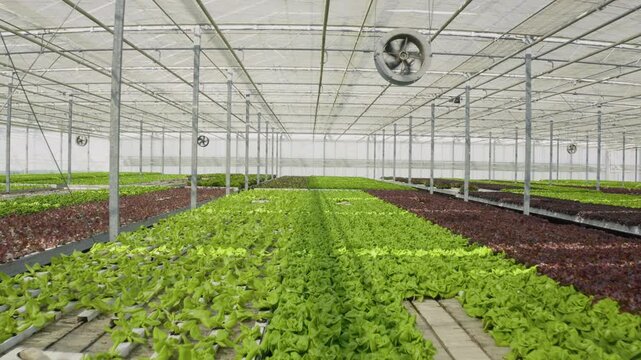 Hydroponic environment in greenhouse with ventilation system with big fans growing mixed varieties of organic, showing aerial greenhouse rows and hydroponic cultivation inside a hydroponic farm.