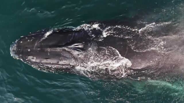 Close aerial drone view of a humpback whale diving beneath the ocean surface and raising its powerful tail fluke above the water. Impressive natural behavior of a wild marine mammal in its ocean habit