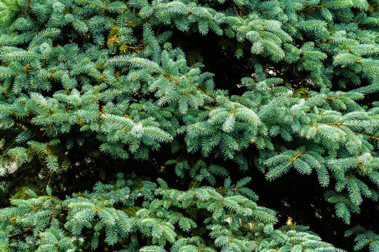Dense blue-green spruce branch background texture in nature
