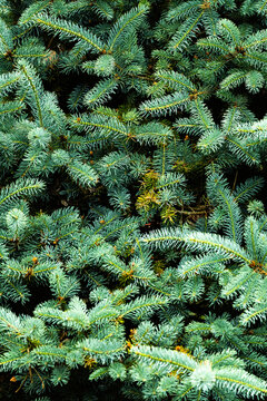 Close-up texture of blue spruce needles in dense foliage