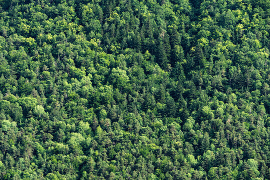 Dense green forest canopy on mountain slope in Huesca