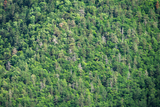 Lush forest canopy on a hillside in Huesca, Spain