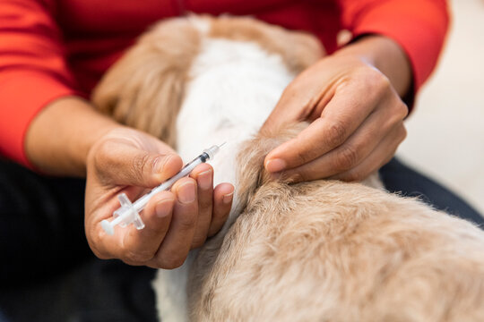 Administering insulin injection to a pet dog