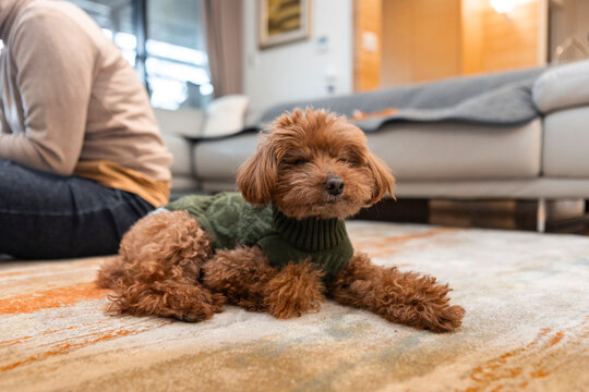 Adorable dog in a cozy sweater relaxing at home
