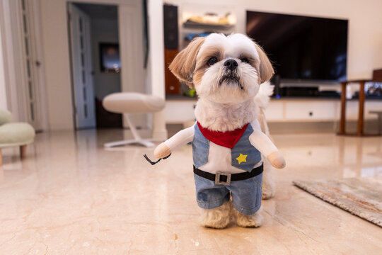 Adorable dog in costume at home interior setting