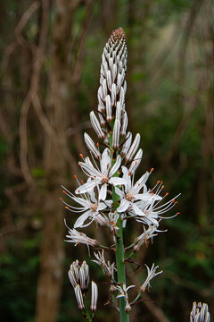 White Asphodel flower in natural setting