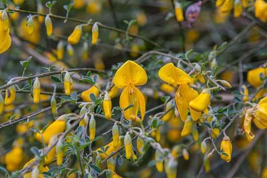 Vibrant yellow broom flowers in full bloom