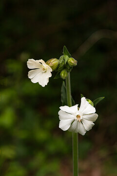 White Campion flower in natural setting
