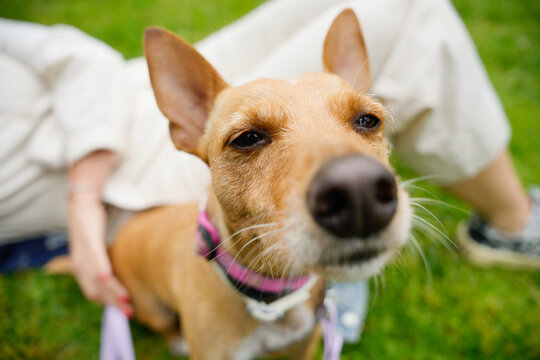 Happy dog relaxing in the park with owner