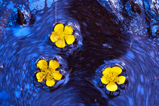 Yellow flowers floating in swirling water, fine art color