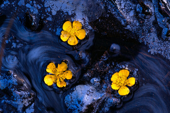 Yellow wildflower floating on dark water fine art abstract