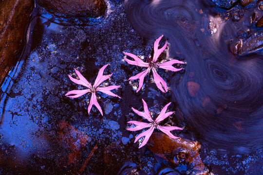 Pink flower on dark water, fine art color abstract