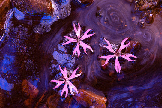 Fine art flowers show floating in swirling water texture