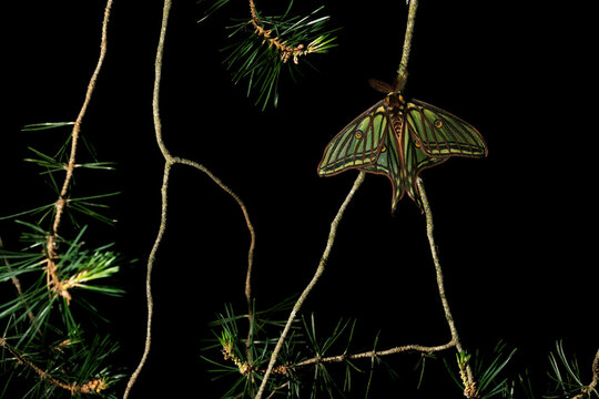 Male Spanish moon moth resting on pine twig at night