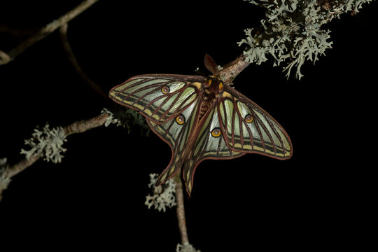 Spanish moon moth male at night on lichen-covered branch