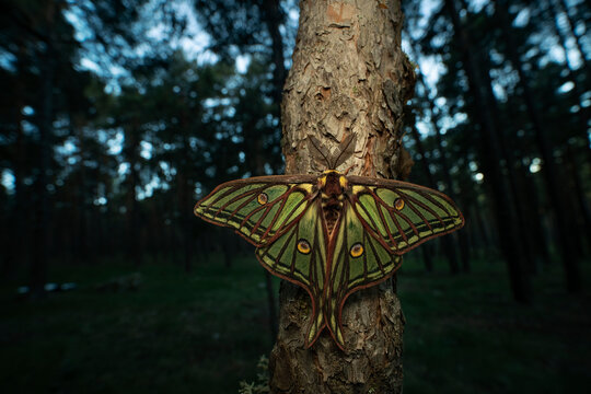 Male Spanish moon moth resting on tree bark at night