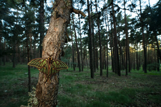 Male Spanish moon moth resting on pine tree in forest