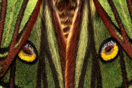 Male Spanish moon moth wing pattern close-up in nature