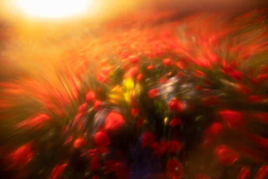 Ethereal glow of red poppies in artistic painting