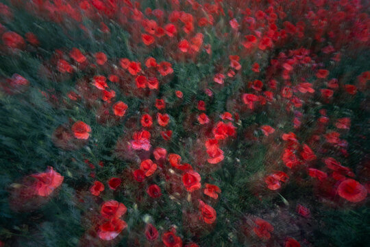 Red poppies in abstract floral art composition
