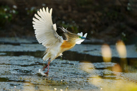 Squacco heron taking off from shallow wetland water