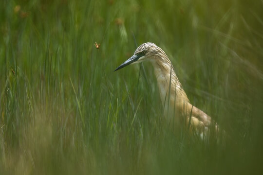 Heron stalking prey in tall marsh grass with soft bokeh