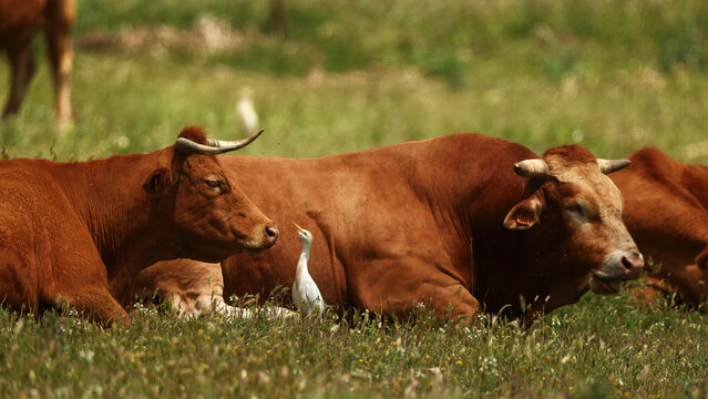 Brown cattle resting in meadow with white cattle egret