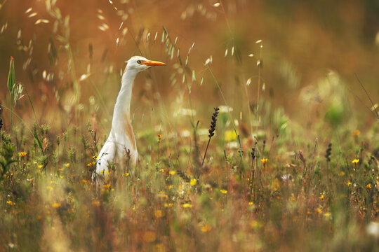 White cattle egret in wildflower meadow at golden hour