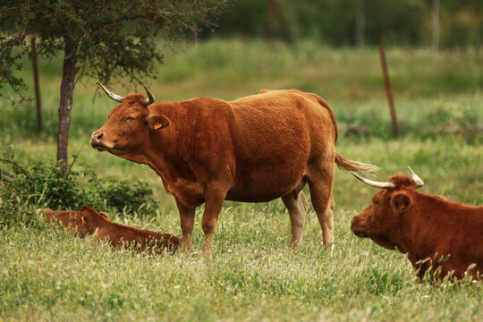 Horned cow and calves grazing in a green pasture