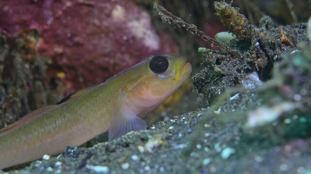 Blackeyed goby resting on pectoral fins macro.
