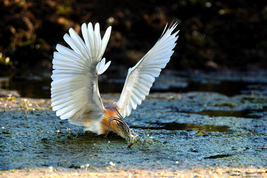 Squacco heron landing in shallow wetland at sunrise