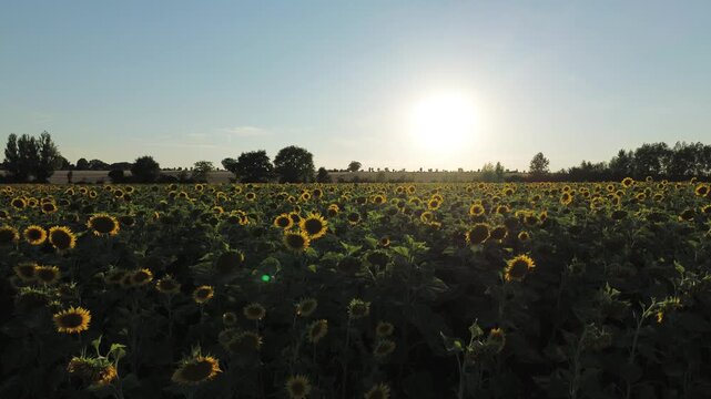 Prise de vue par drone s'&eacute;levant d'un champ de tournesols ensoleill&eacute; au coucher du soleil, r&eacute;v&eacute;lant un vaste paysage de campagne pittoresque en &eacute;t&eacute;.