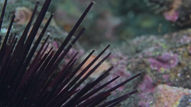 Close look at purple urchin spines.