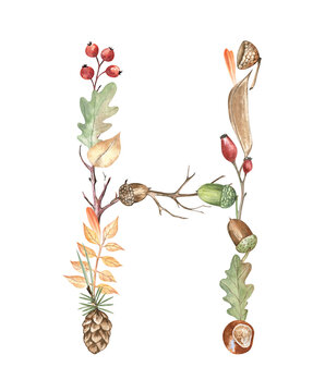 Autumn botanical letter H created from the acorns, pine cone, chestnut, berries, twigs and leaves. Watercolor hand-drawn illustration isolated on transparent. For monograms, stickers, books