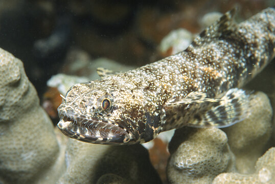 Lizard fish waiting on coral head.