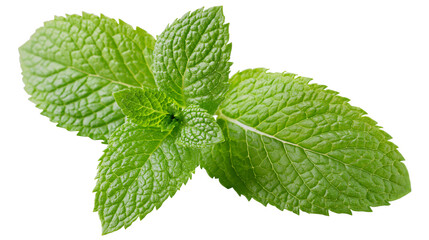 Fresh green mint leaves with detailed texture, isolated on transparent background © Emilia