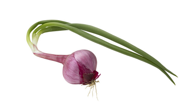 Single red onion with green sprouts and roots, isolated on transparent background