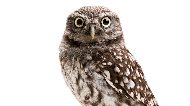 Small spotted owl with large round eyes, isolated on transparent background