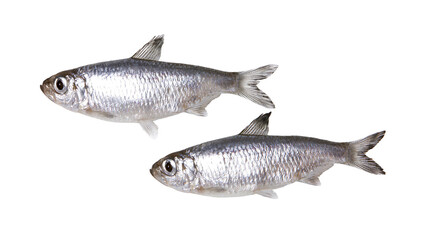 Obraz premium Two small silver fish swimming together, isolated on transparent background