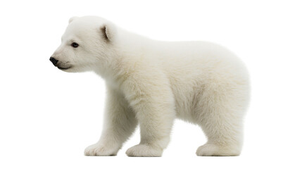 Fluffy white polar bear cub standing, isolated on transparent background © Emilia