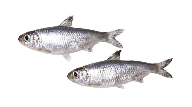Two small silver fish swimming together, isolated on transparent background