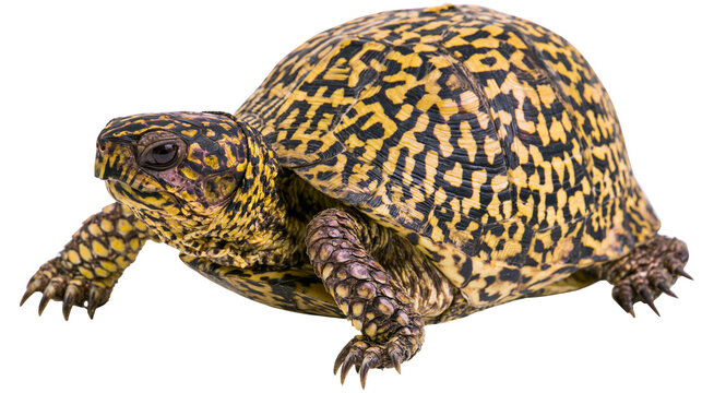 Detailed ornate patterned turtle shell with yellow and black markings, isolated on transparent background