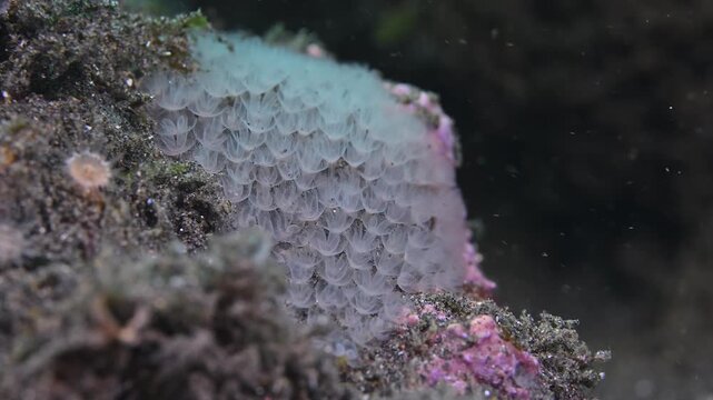 Unidentified hydroid colony in feeding mode.