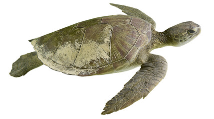 Green sea turtle with textured shell, isolated on transparent background © Emilia
