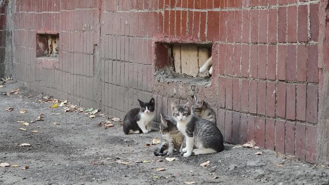 A large group of stray kittens interact near a brick building. One peeks from a hole in the wall while several others play walk and rest on the ground showing life in a feral cat colony.