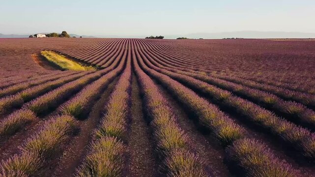 Lavender field in Provence, France, at sunrise, with a stone building