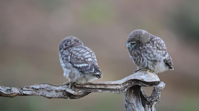 Little Owl (Athene noctua) Chicks in Natural Habitat