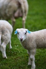 Obraz premium Lambs are grazing in a green field during a sunny day in the countryside